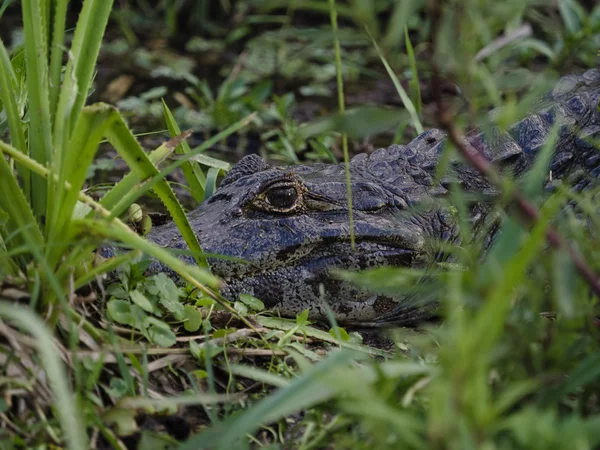 Dziki aligator w wodzie — Zdjęcie stockowe