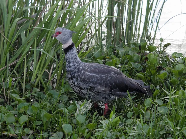 El gritón del sur (Chauna torquata ) — Foto de Stock