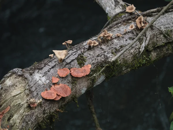 Fungi growth on dead tree — Stock Photo, Image