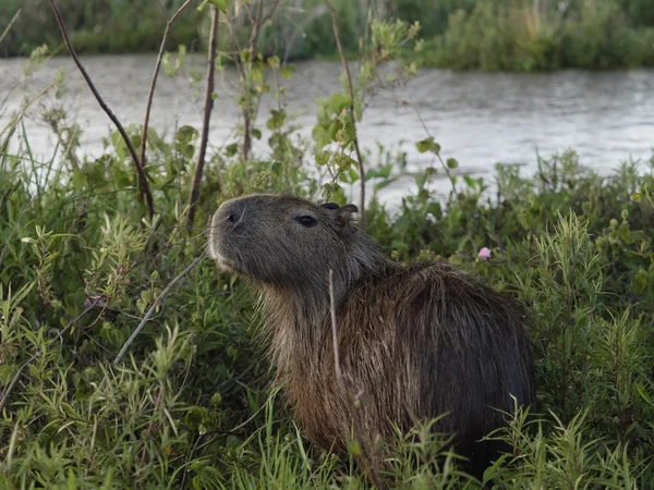 Capivara, o maior roedor — Fotografia de Stock