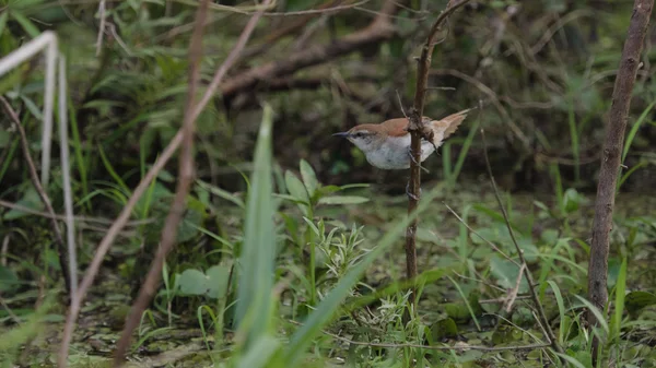 La cannuccia dal becco curvo (Limnornis curvirostris ) — Foto Stock