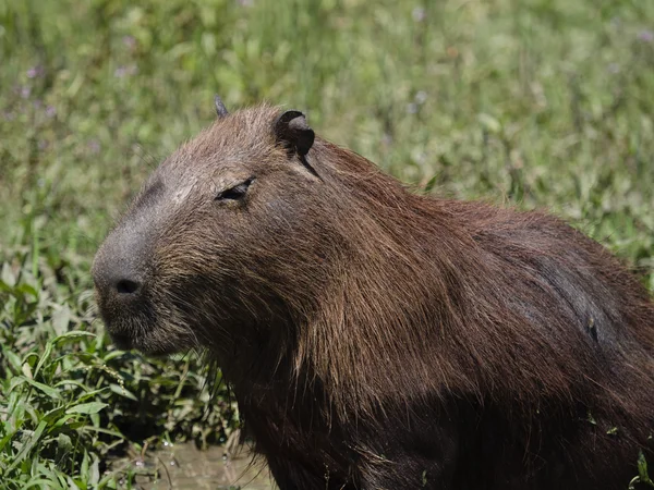 Capivara, o maior roedor — Fotografia de Stock