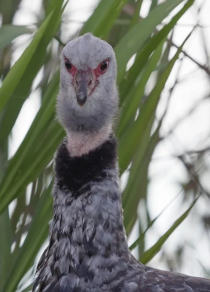 El gritón del sur (Chauna torquata ) — Foto de Stock