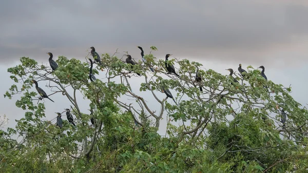 Ο κορμοράνος Neotropic (Phalacrocorax brasilianus) — Φωτογραφία Αρχείου