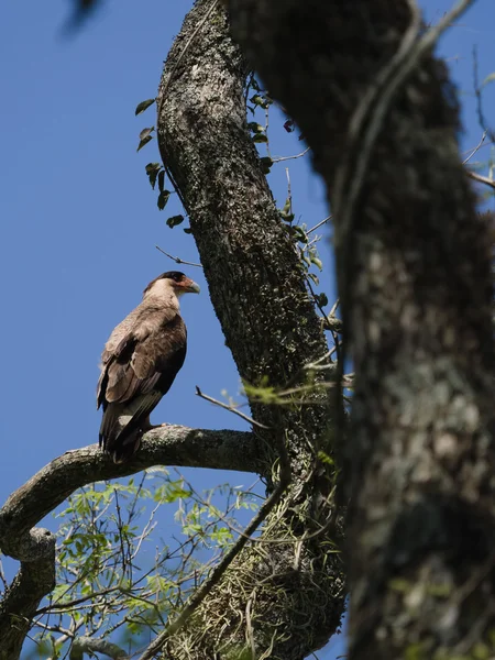 Kuzey Armalı Karakara (caracara cheriway)) — Stok fotoğraf