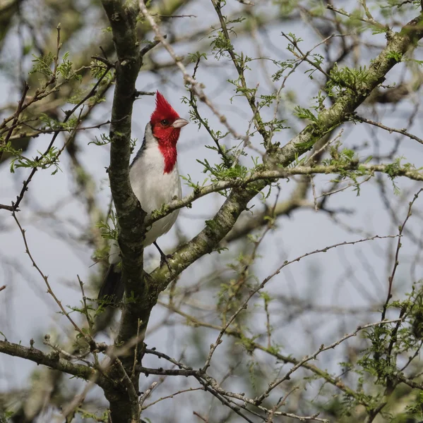 Kırmızı ibikli Kardinal Stok Resim