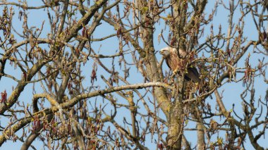Milvus Milvus, ağaçların dallarında oturan kırmızı bir uçurtma kuşu.