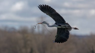 Tek bir gri balıkçıl yuvasına sopa taşıyor.