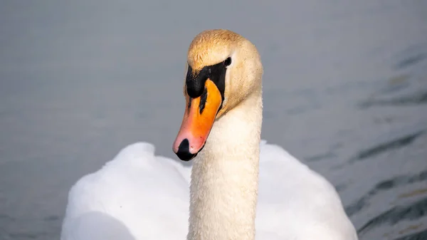 Beautiful Mute Swan Swimming Lake Close — Stock Photo, Image