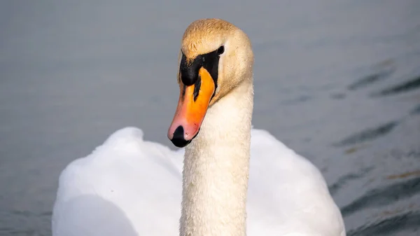 Beautiful Mute Swan Swimming Lake Close — Foto de Stock