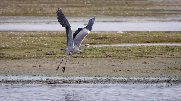 Grey Heron Flight Lake Shore Carrying Stick —  Fotos de Stock