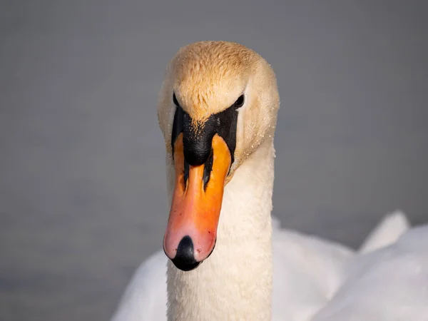 Beautiful Mute Swan Swimming Lake Close — Foto de Stock