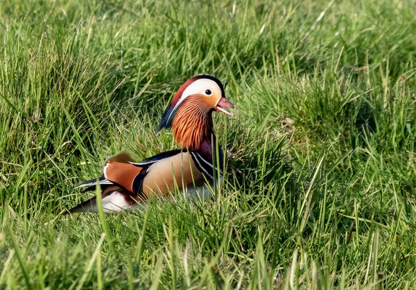 Beautiful Male Mandarin Duck Colorful Spring Plumage — Foto de Stock