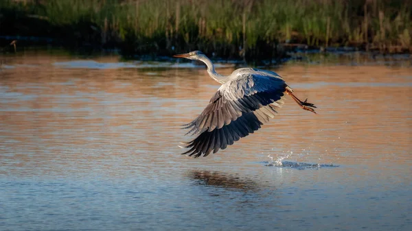 Ein Schöner Graureiher Fliegt Einem Seeufer — Stockfoto