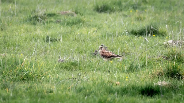Solitary Kestrel Bird Prey Ground Grass — Stock Photo, Image