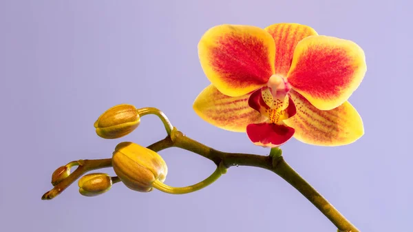 Orchidea Virág Sárga Piros Közel Sima Háttér — Stock Fotó