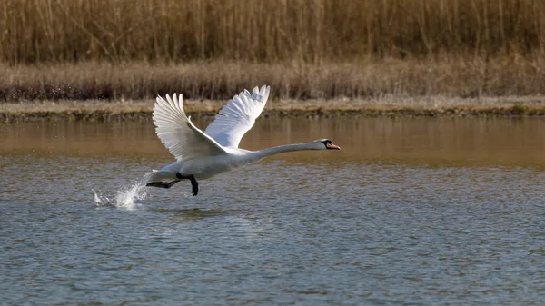 Mute Swan Splashing Whilst Taking Lake — Stock Photo, Image