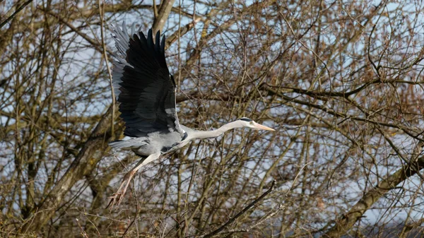 Single Grey Heron Flight —  Fotos de Stock