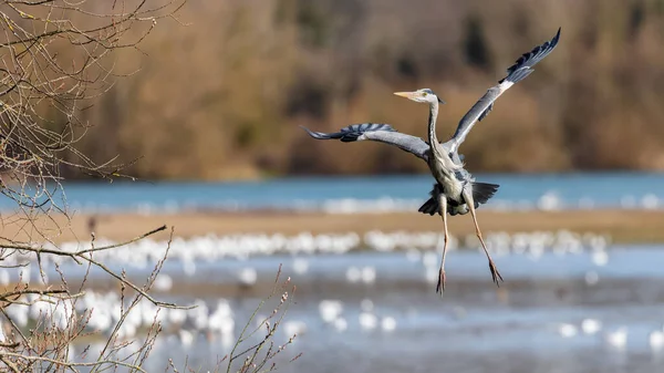 Single Grey Heron Flight Its Nest — Fotografia de Stock