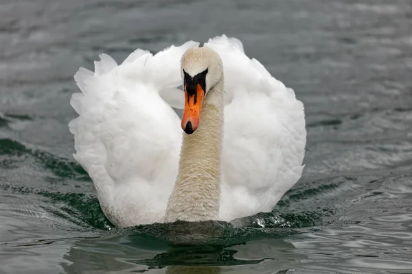 Beautiful Mute Swan Swimming Lake Close — Stock Photo, Image