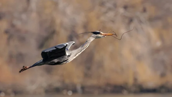 Enda Grå Häger Flygning Som Bär Pinne Till Boet — Stockfoto