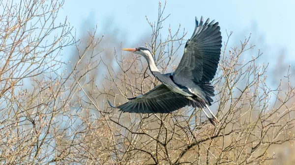 Grå Häck Flygning Nära Håll — Stockfoto