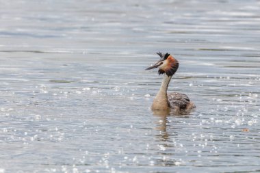 Parlak suda yüzen büyük bir ibikli ördek. Su kuşu..