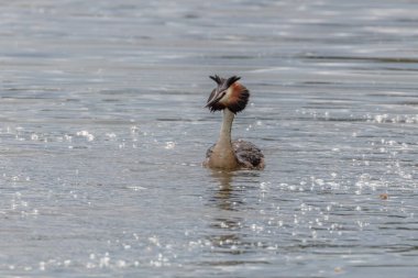 Parlak suda yüzen büyük bir ibikli ördek. Su kuşu..
