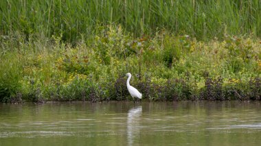 Yeşillik bir nehir kıyısında suda yürüyen küçük bir balıkçıl kuşu.