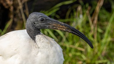 Siyah bir Ibis uzun gagalı kuş portresi. Yakından.