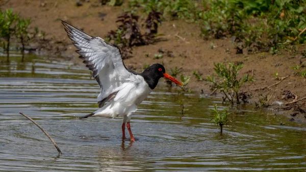 Single Oyster Catcher Wading Bird Flaps Its Wings Standing Lake — Stock Photo, Image
