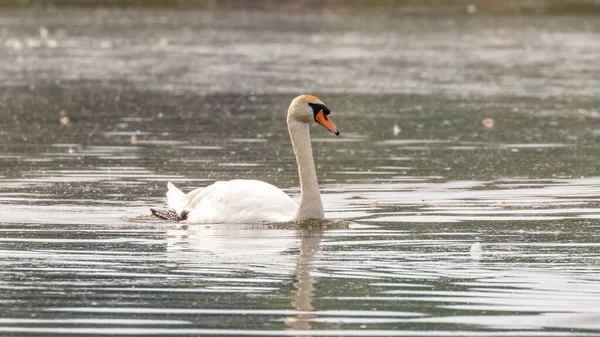 Beautiful Mute Swan Swimming Alone Waters Lake — Stock Photo, Image