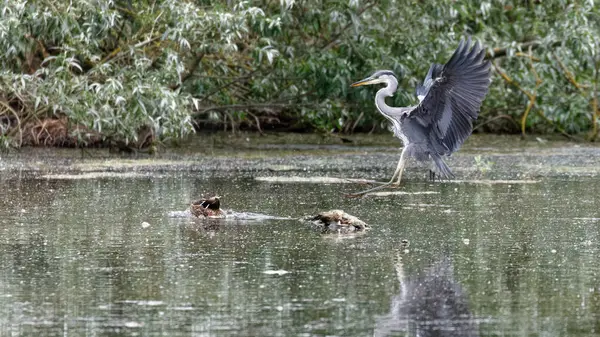 Ein Einsamer Wilder Graureiher Großaufnahme — Stockfoto