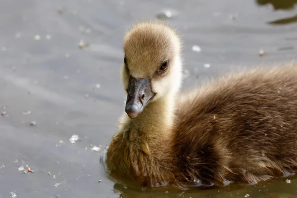 Inquisitive Goose Chick Portrait Close — Stock Photo, Image