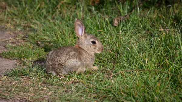 草の上に腰掛けて可愛い一匹の野生のウサギ — ストック写真