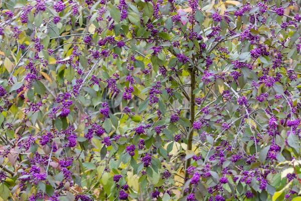 Many small purple flowers on a small shrub