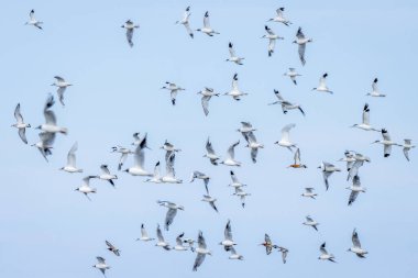 Uçan bir deniz kuşu sürüsü Avocet, Godwit ve Black Headed Gulls