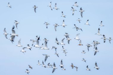A Flock of flying sea birds, Avocets, Godwit and Black Headed Gulls clipart