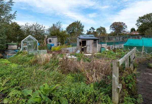 Tipico Appezzamento Inglese Giardinieri Locali Coltivare Prodotti Fornito Dall Autorità — Foto Stock