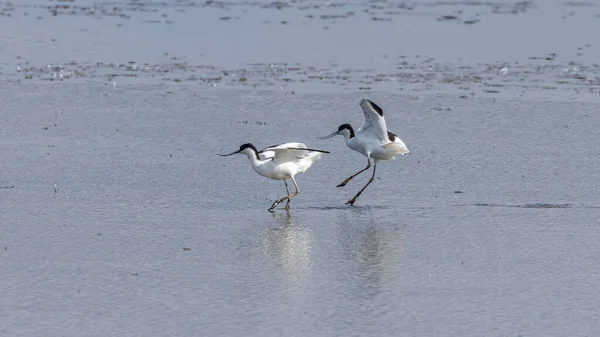 Beautiful Pair Avocets Wading Birds Water Norfolk — Stock Photo, Image