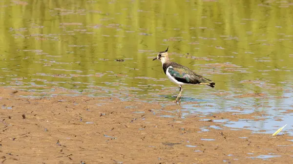 Een Enkele Kleurrijke Kievit Vogel Wandelen Het Water Zoek Naar — Stockfoto