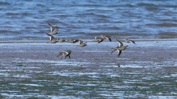 Una Pequeña Bandada Aves Zancudas Redshank Volando Sobre Agua Reino — Foto de Stock