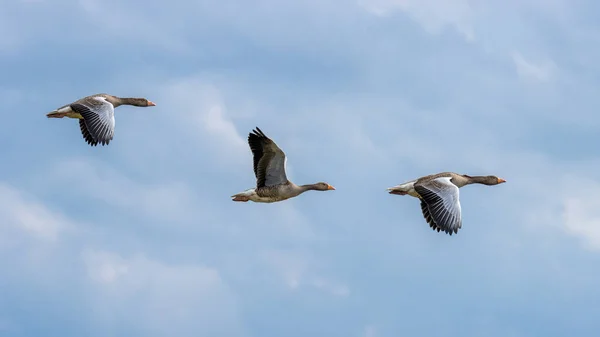 Malé Hejno Husí Greylag Letu Norfolku — Stock fotografie