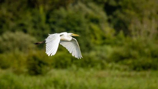 Tek Bir Büyük Beyaz Akbalıkçıl Norfolk Ngiltere Uçuyor — Stok fotoğraf