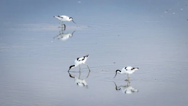 Krásné Hejno Avokádů Brodících Ptáků Vodě Norfolku Velká Británie — Stock fotografie