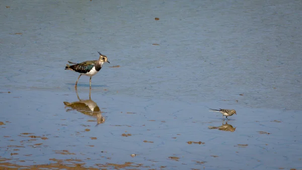 一只五彩斑斓的拉普翼鸟在水里散步 用小车尾寻找食物 — 图库照片
