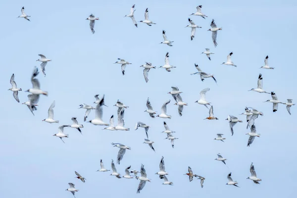 Una Bandada Aves Marinas Voladoras Aguacates Godwit Gaviotas Cabeza Negra — Foto de Stock