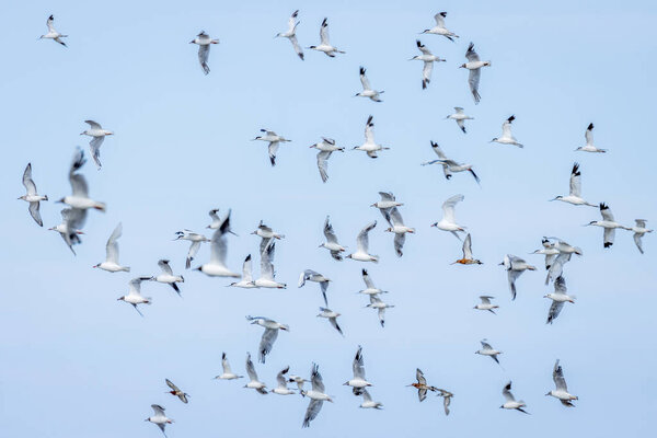 A Flock of flying sea birds, Avocets, Godwit and Black Headed Gulls