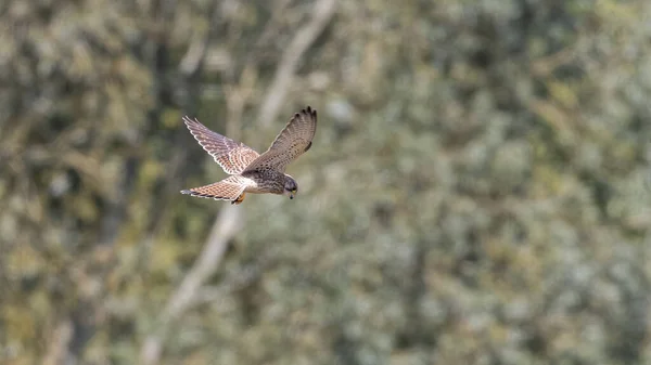 Een Enkele Prachtige Kestrel Roofvogel Zwevend Vlucht — Stockfoto