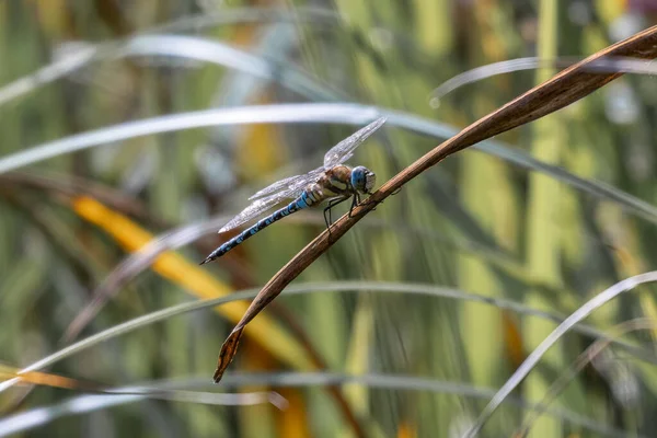 Pojedynczy Kolorowy Drangonfly Siedzący Liściu Słońcu — Zdjęcie stockowe